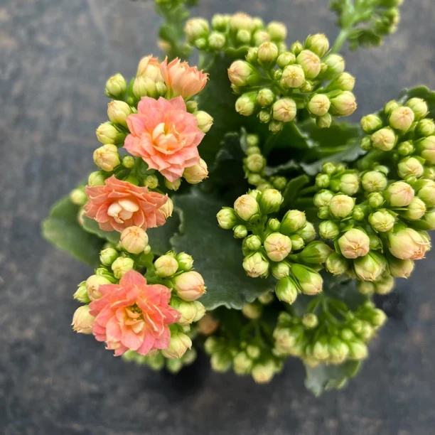 长寿花园～【极光】颜色渐变 大花稀有品种