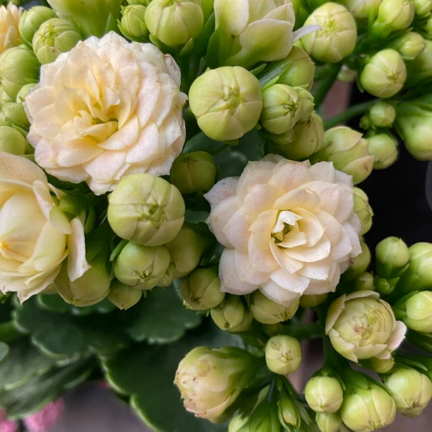 长寿花园～【香草冰激凌】盆栽