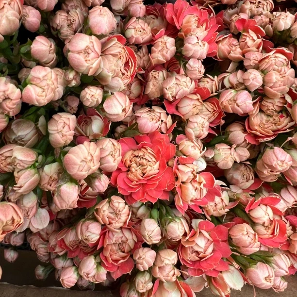 长寿花园～【灿烂】超大花