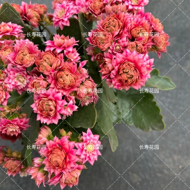 长寿花园～【胭脂扣】