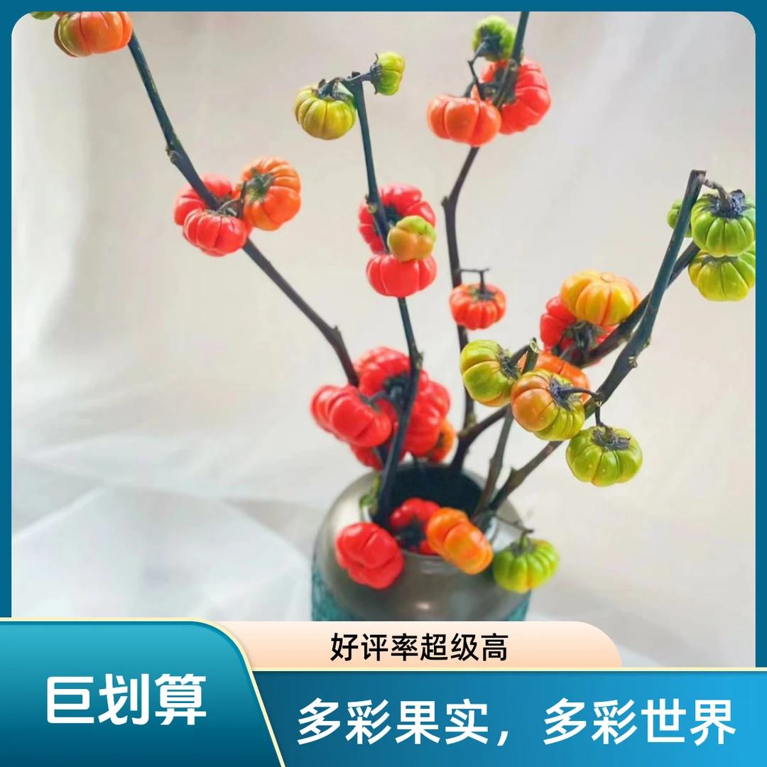 万事不南  小南瓜 果实花材  基地直发  品质保证！