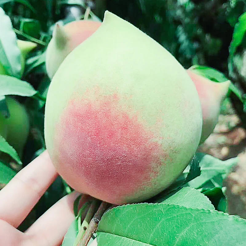 连平鹰嘴桃正宗上坪  广东河源蜜甜新鲜当季孕妇水果脆甜可口现摘