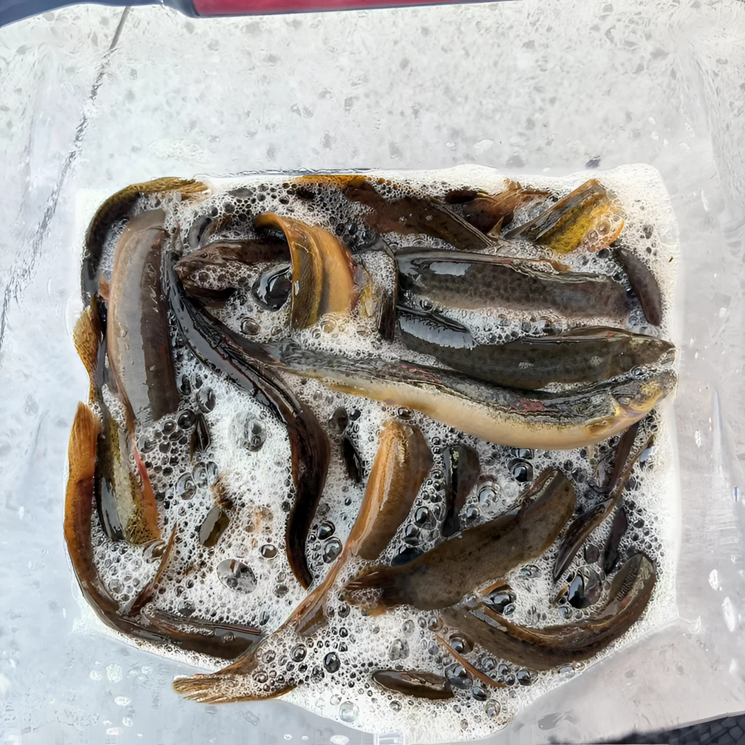 苏北乡货 阿张优选 农村泥鳅江浙沪皖可活发其余地区杀好后发货