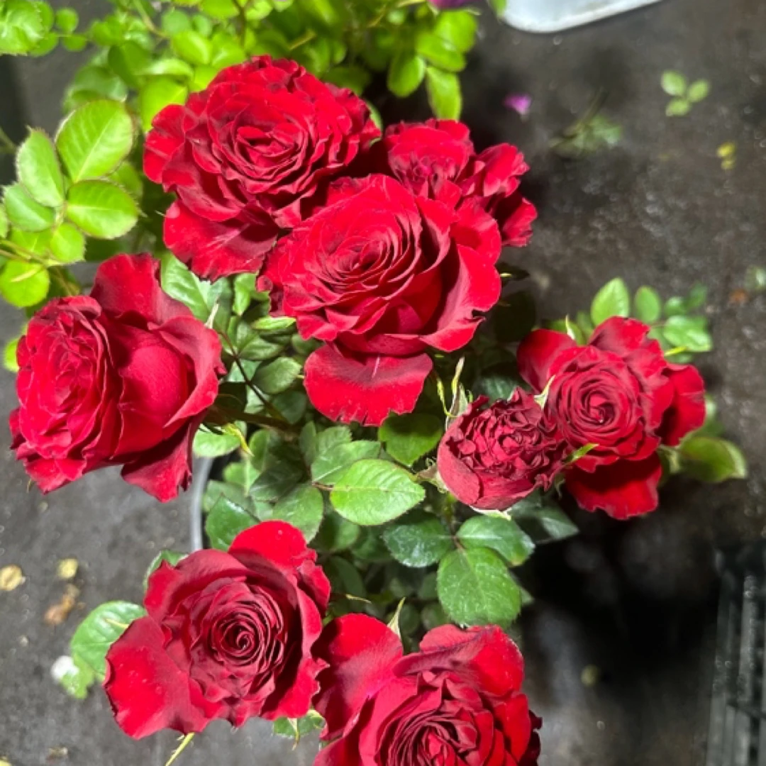 【高原红】灌木切花瓣厚实丝绒质感波边花型紧凑花期长耐寒耐热耐阴