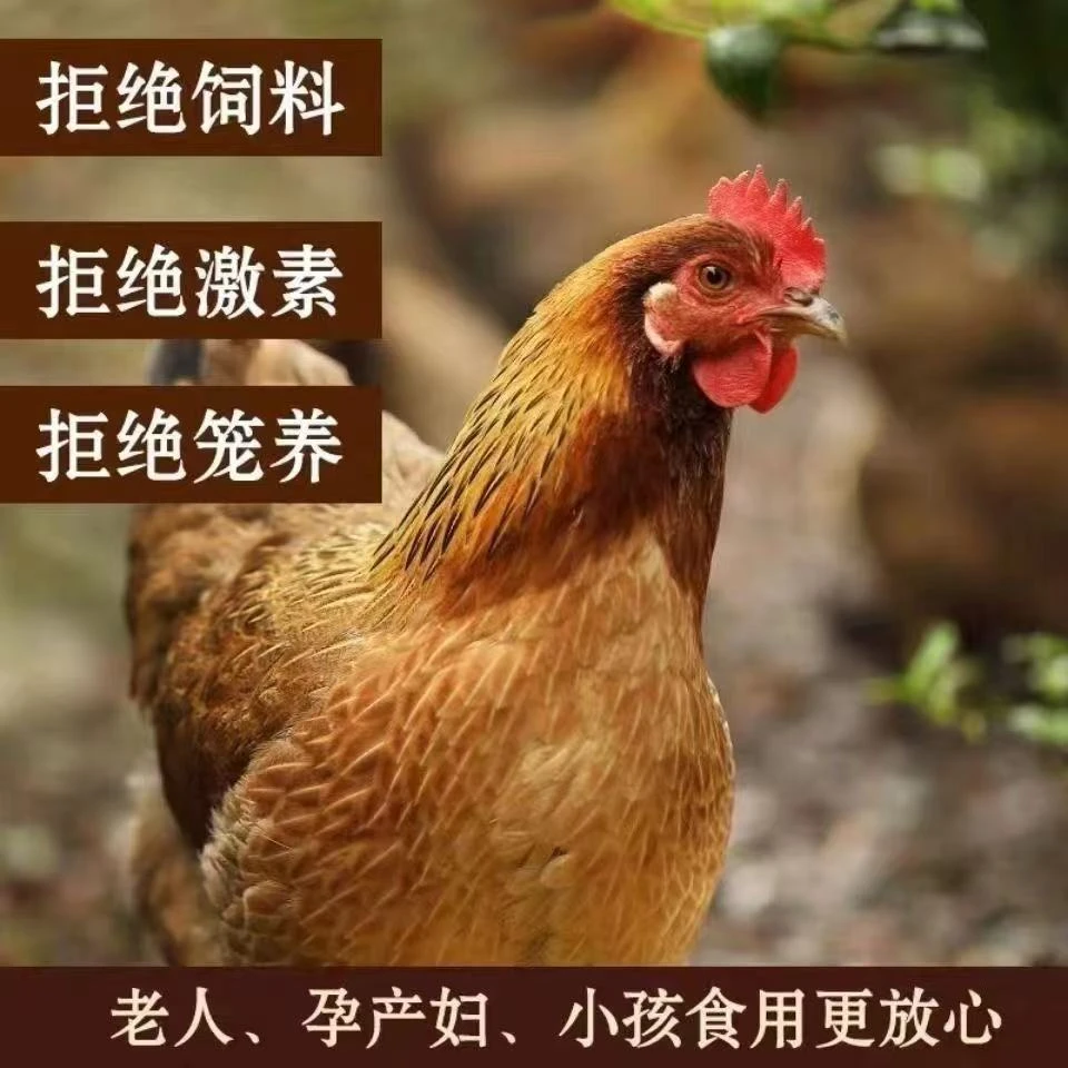 【顺丰冷链包邮】吕梁山正宗散养溜达老母鸡俩只