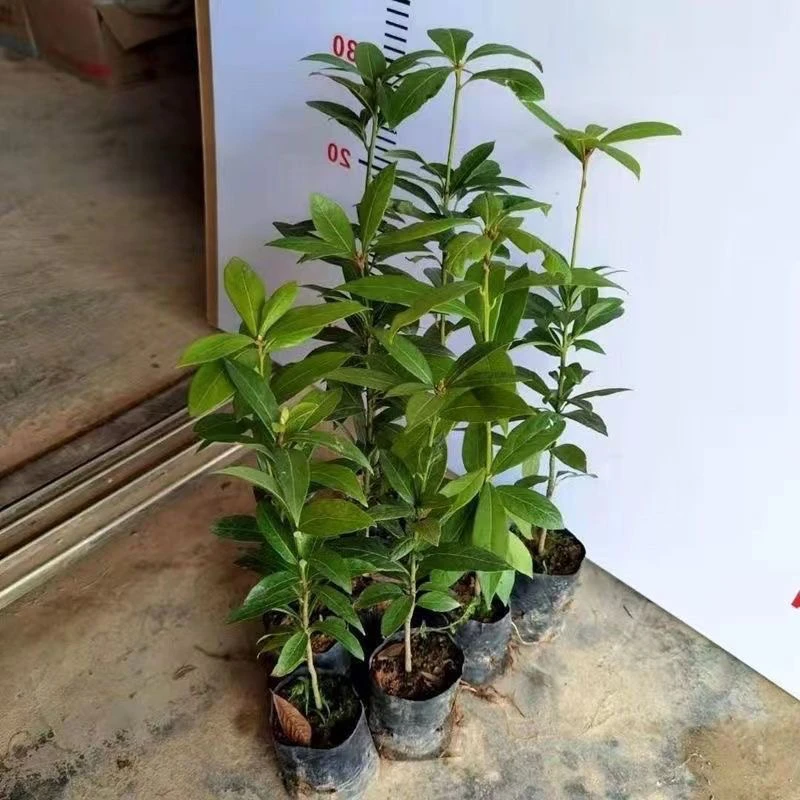 正宗四川金丝楠木小叶桢楠带土带杯全国包邮适合盆栽地栽庭院