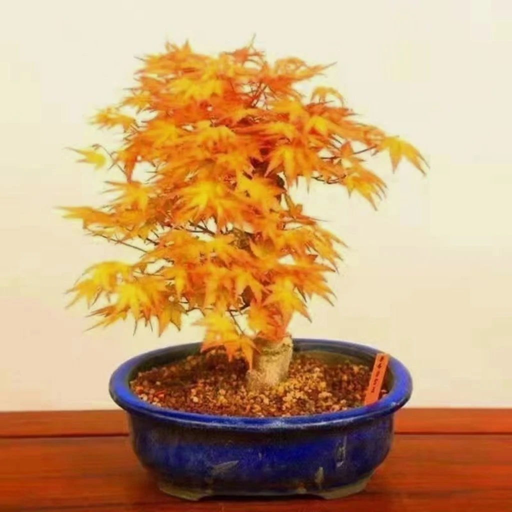 红枫树苗盆栽庭院耐寒花卉植物懒人盆景室内外种植中国红枫红舞姬