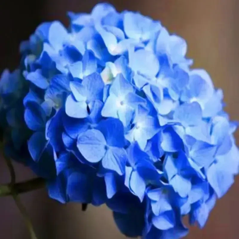 耐寒花卉木本绣球树苗中华木绣球正宗大花斗球室内外庭院盆栽地栽