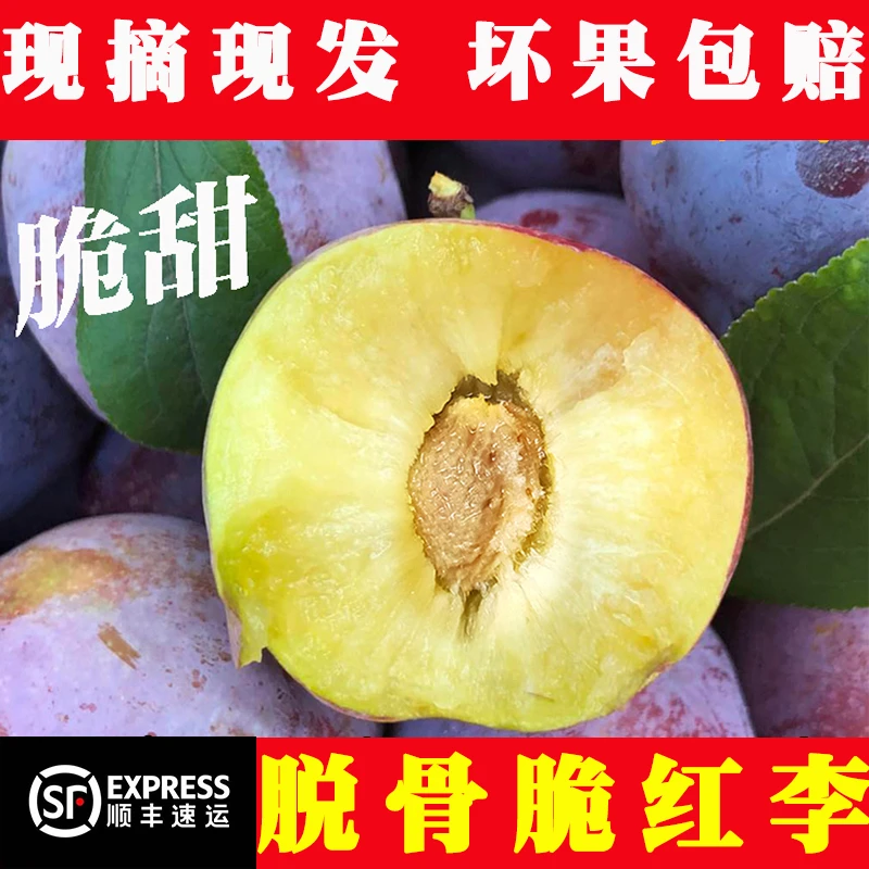新人送1斤发5斤四川脆红李子茵红脆甜脱骨李当季新鲜水果现摘现发