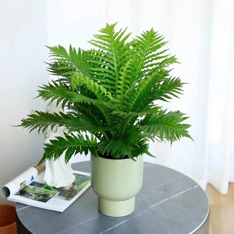 富贵蕨盆栽大型室内观叶蕨类植物老桩富贵蕨喜阴喜湿盆栽老庄蕨