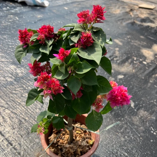 【重瓣】红粉怡景橙三角梅小盆重瓣四季爆花易养护