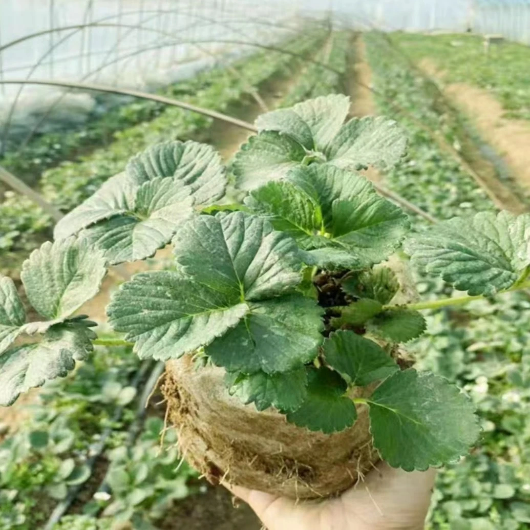 草莓苗新苗精品大苗天使梦之芙奶油红颜宁玉贵妃