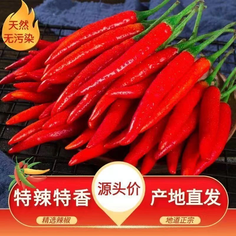 【辣友福音】特辣微辣农家自种小米椒朝天椒现摘现发1斤/3斤/5斤