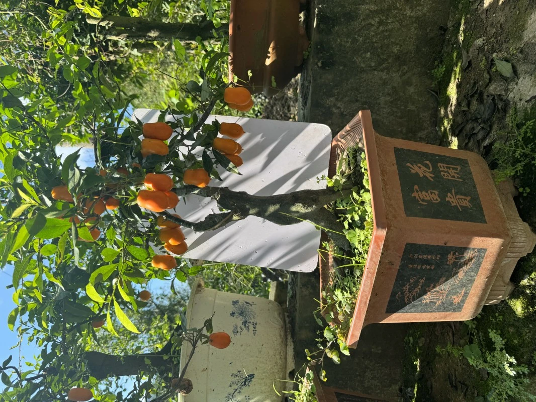 金弹子果型的小苗免运费团扇蕨虎耳芋蒲江盆栽平替一叶兰小苗蚊母