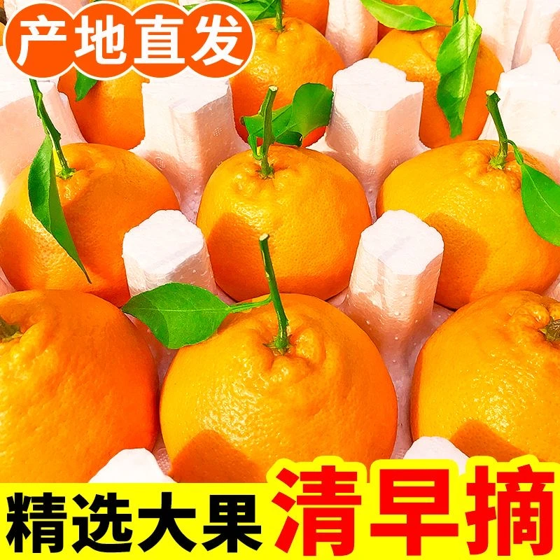 【寒冷地区防冻链接】四川眉山大果春见耙耙柑新鲜水果10斤整箱包邮