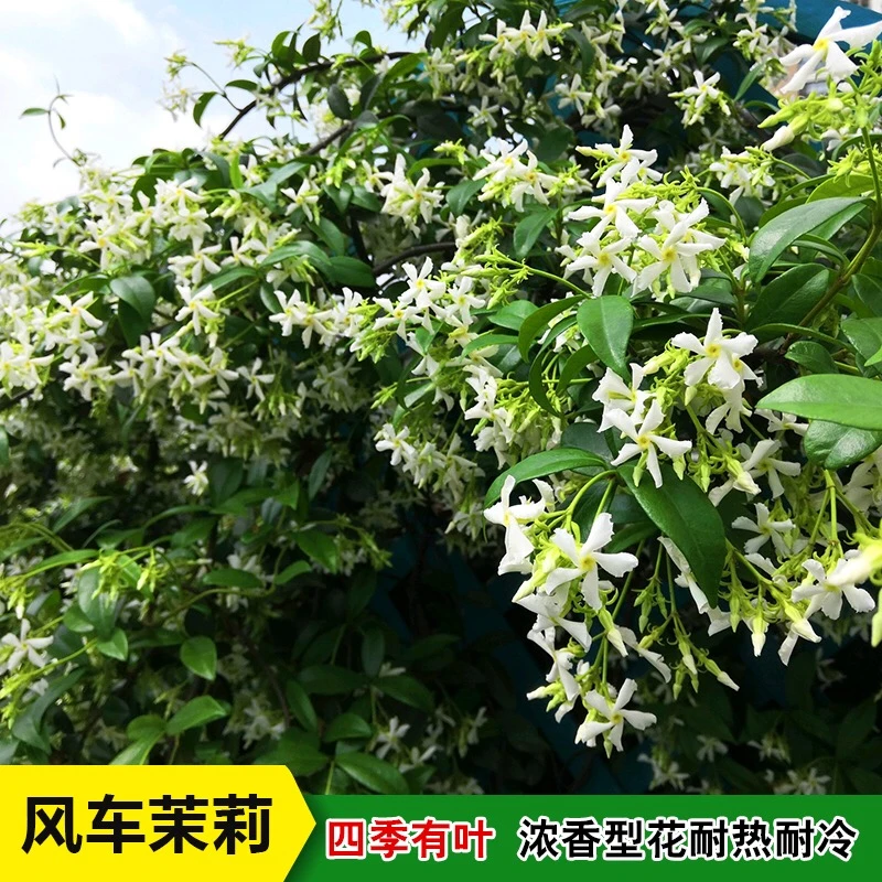 风车茉莉可以爬花墙，拱门，花架，栅栏等，四季开花，四季常绿