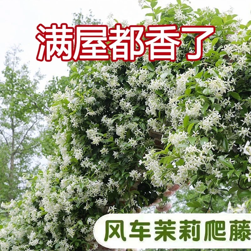 风车茉莉白色爬藤植物花墙拱门护栏四季不落叶