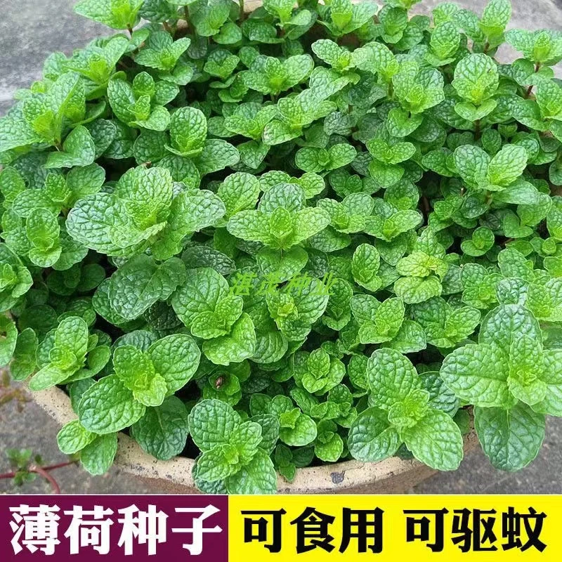 可食用薄荷种子多年生四季易种庭院室外盆栽猫薄荷驱蚊香草种子