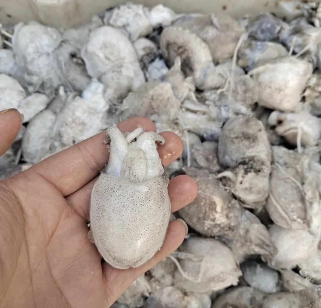 新鲜速冻小墨鱼仔 5斤速冻发货，（嫌小勿拍）