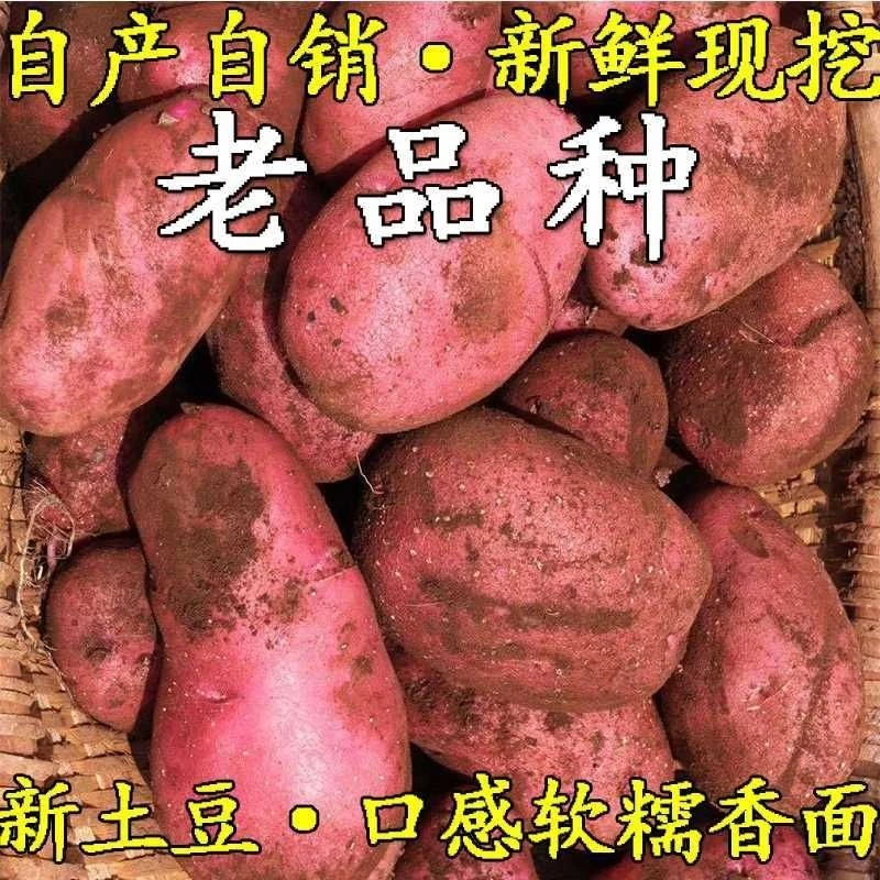 云南新鲜红皮黄心大土豆农家自种老品种大洋芋高原现挖优质马铃薯
