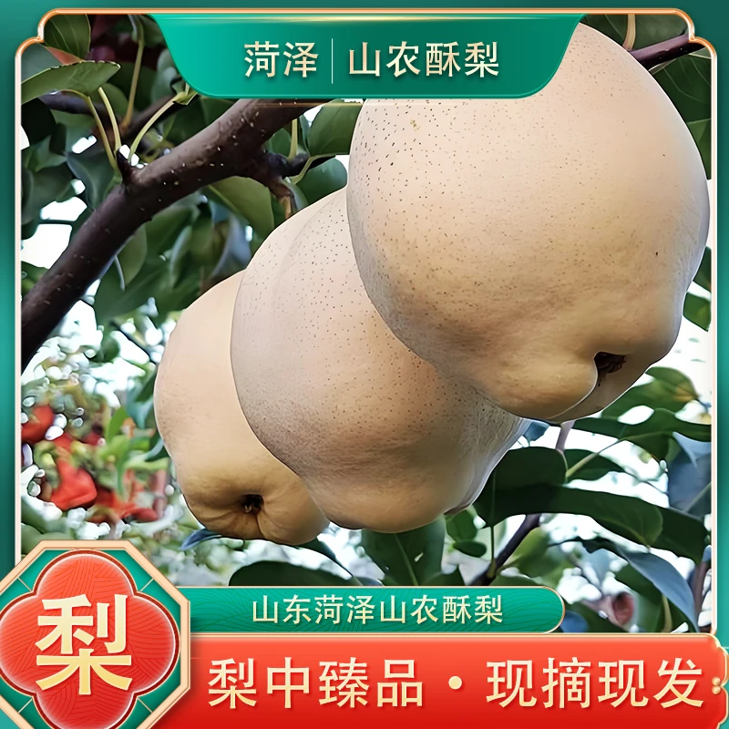 【鲜甜多汁】新上正宗山农酥梨皮薄肉多爆汁现摘现发净重中果5斤