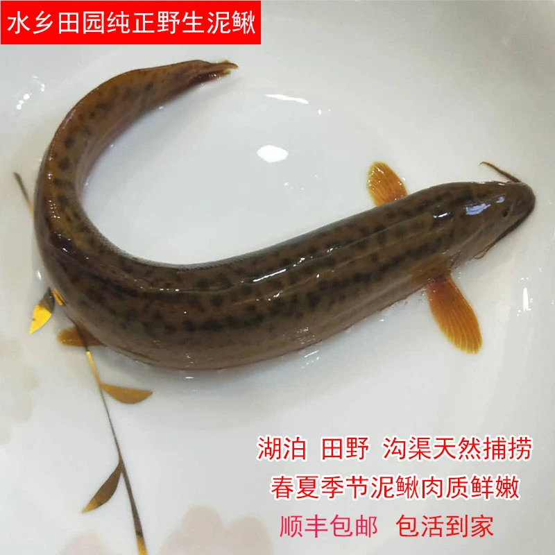湖北仙桃水乡平原野外捕捞鲜活泥鳅青鳅黄板鳅土泥鳅顺丰包邮包活