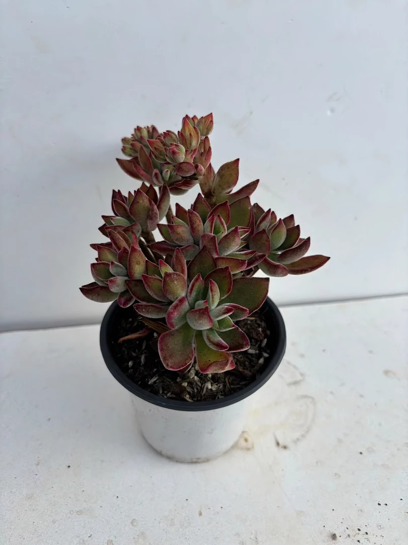 红兔耳老桩多肉植物 （满19.9包邮）星花怒放云南新手养肉放阳台种
