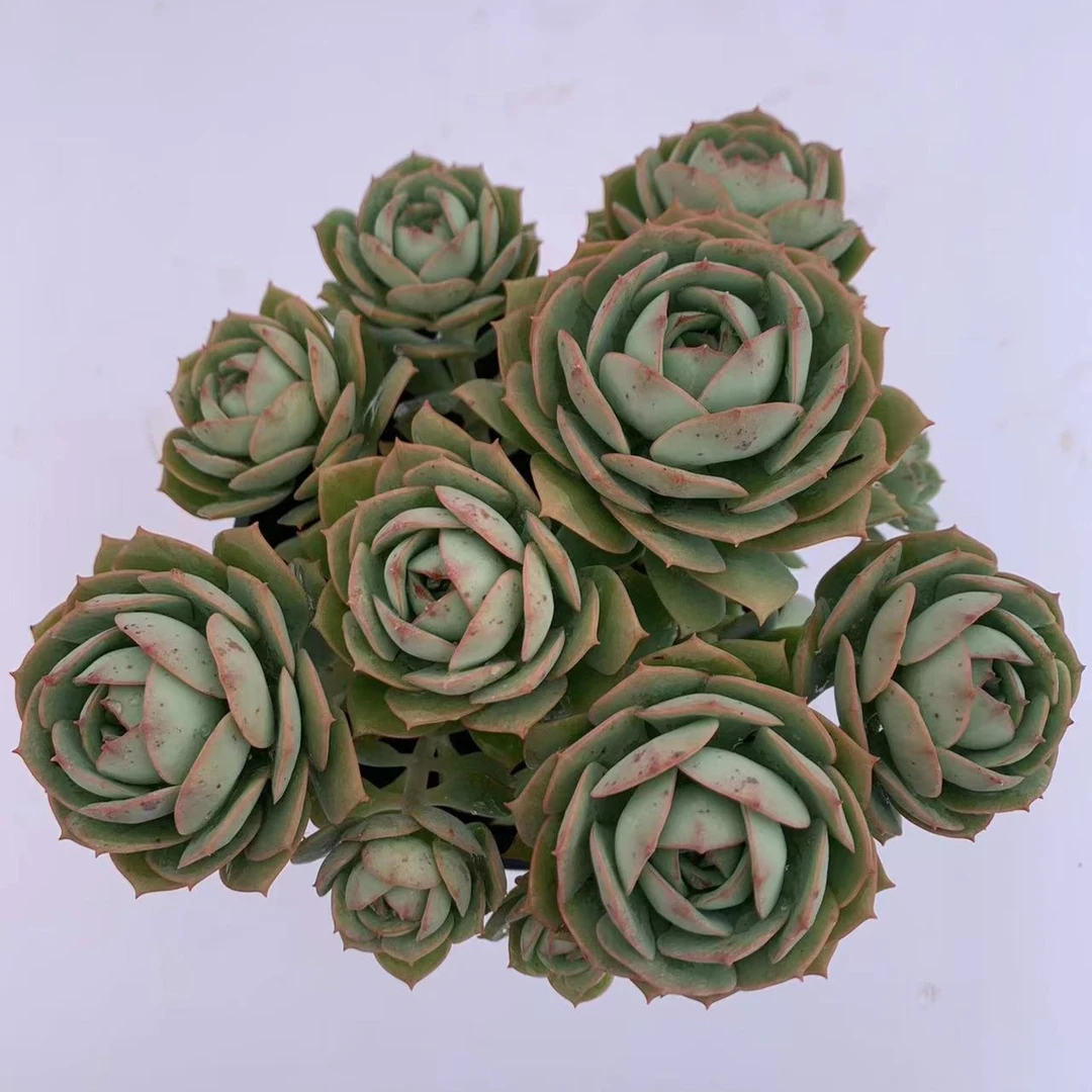 克罗地亚多肉植物 （满19.9包邮）星花怒放云南新手养肉放阳台种植