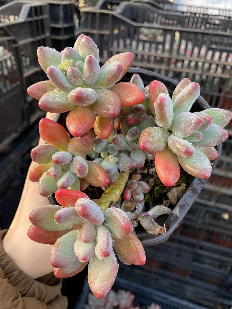 苹果奶多肉植物 星花怒放云南新手养肉放阳台种植上盆发货