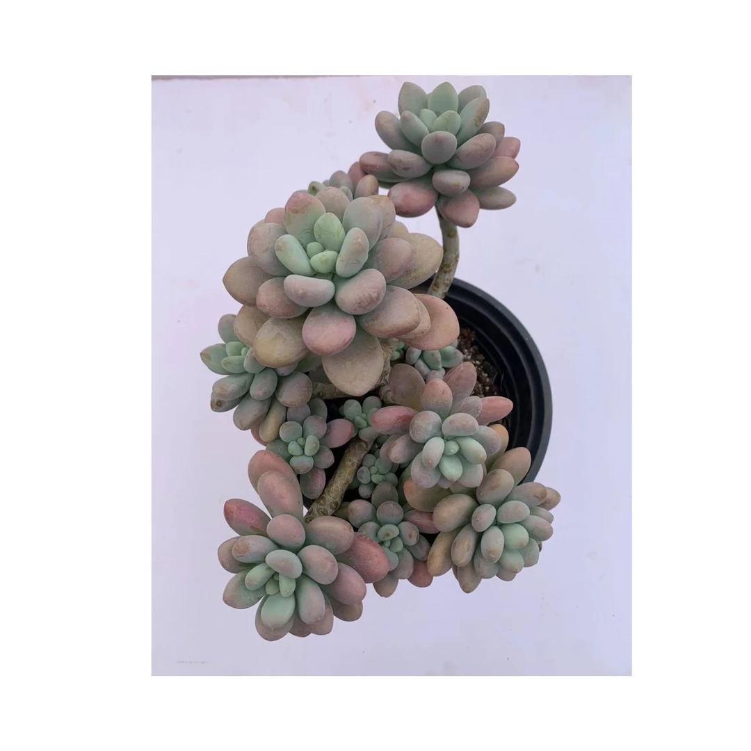 洛神多肉植物 （满19.9包邮）星花怒放云南新手养肉放阳台种植发货