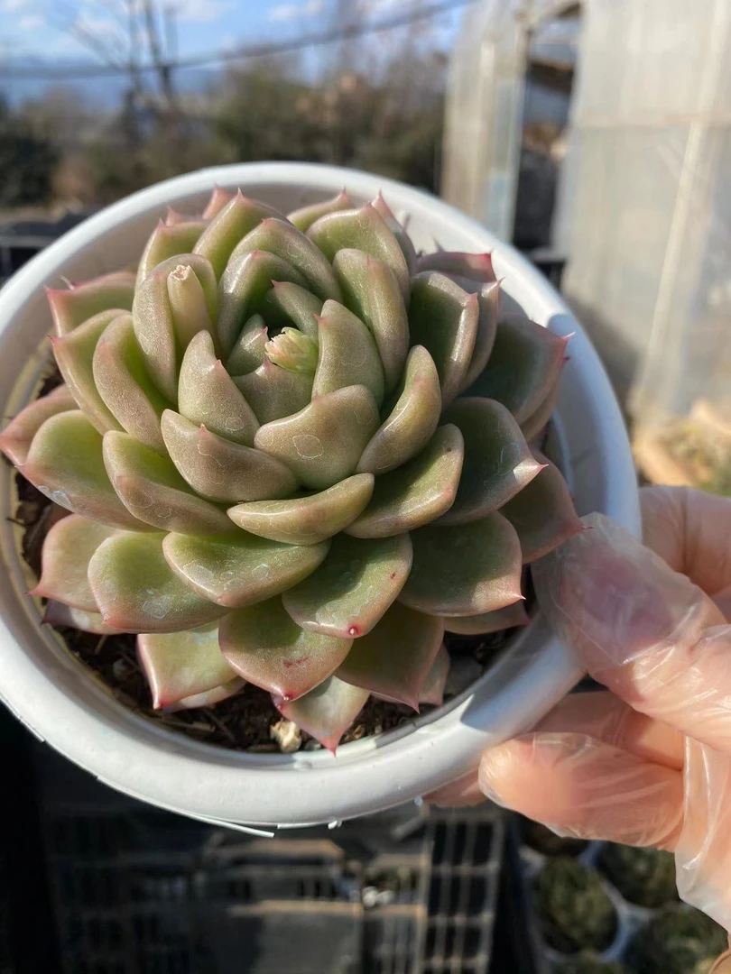 白玫瑰多肉植物 （满19.9包邮星花怒放云南新手养肉放阳台种植发货