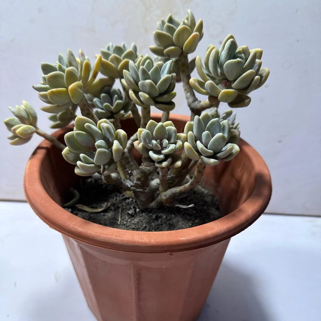 冬美人多肉植物 （满19.9包邮）星花怒放云南新手养肉放阳台种植发