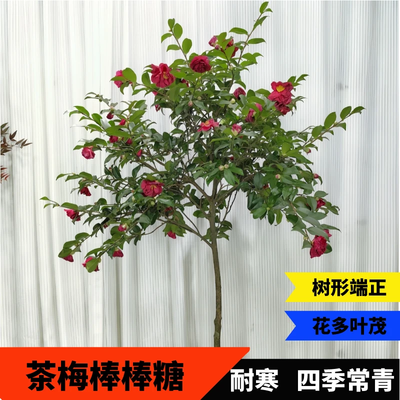 一物一拍白茶梅红茶梅盆栽庭院景观树山茶花卉耐寒耐冻实物拍摄