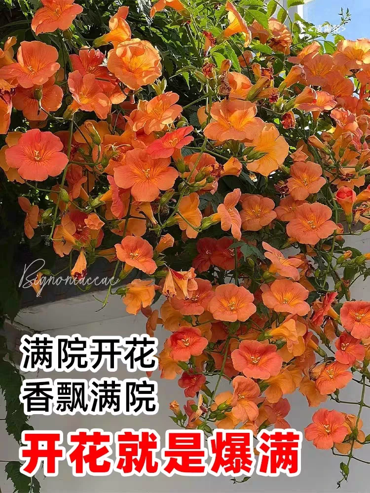 凌霄花爬藤新手攀援盆栽粉色别墅庭院爬藤花卉风景树阳台花园植物