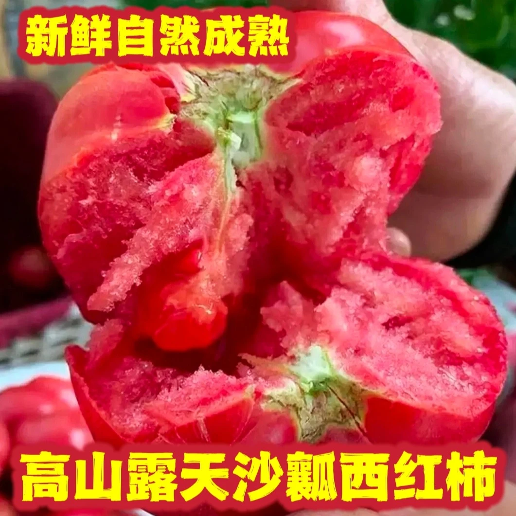 【京东快递】露天沙瓤西红柿攀枝花新鲜蔬菜番茄5斤净重新鲜番茄