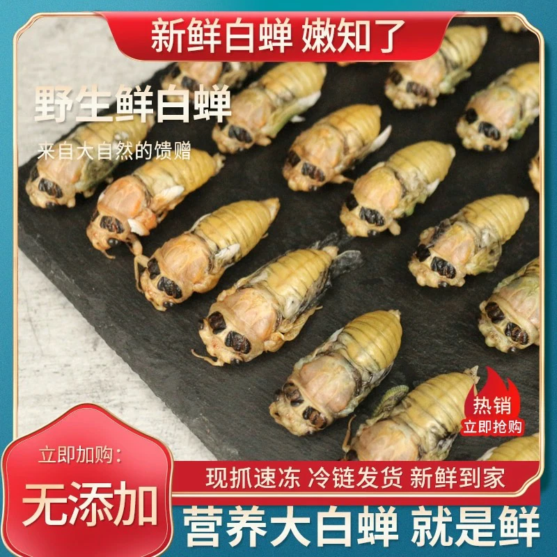 白蝉知了山东新鲜活体速冻金嫩脱壳猴顺丰包邮