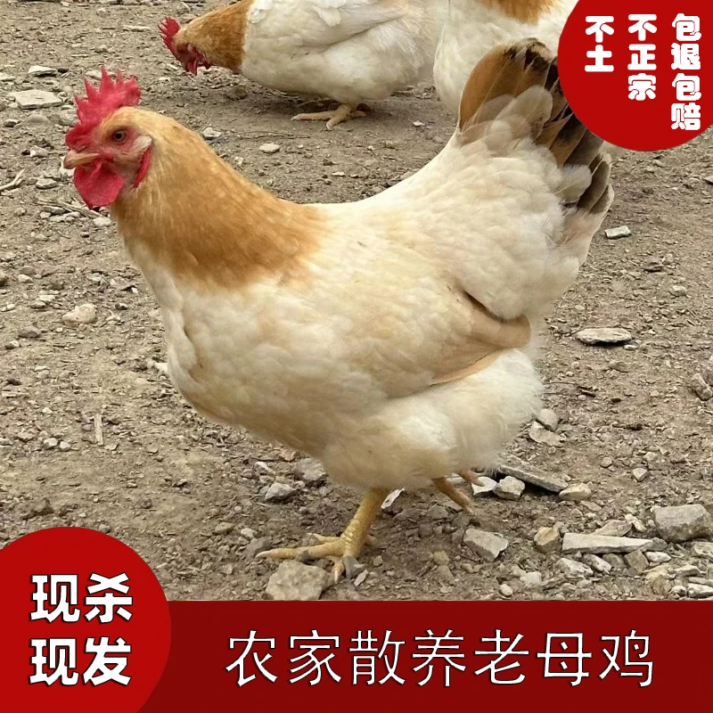 正宗农家散养下蛋老母鸡新鲜营养现杀现发1只净重3-3.5斤冷链包邮