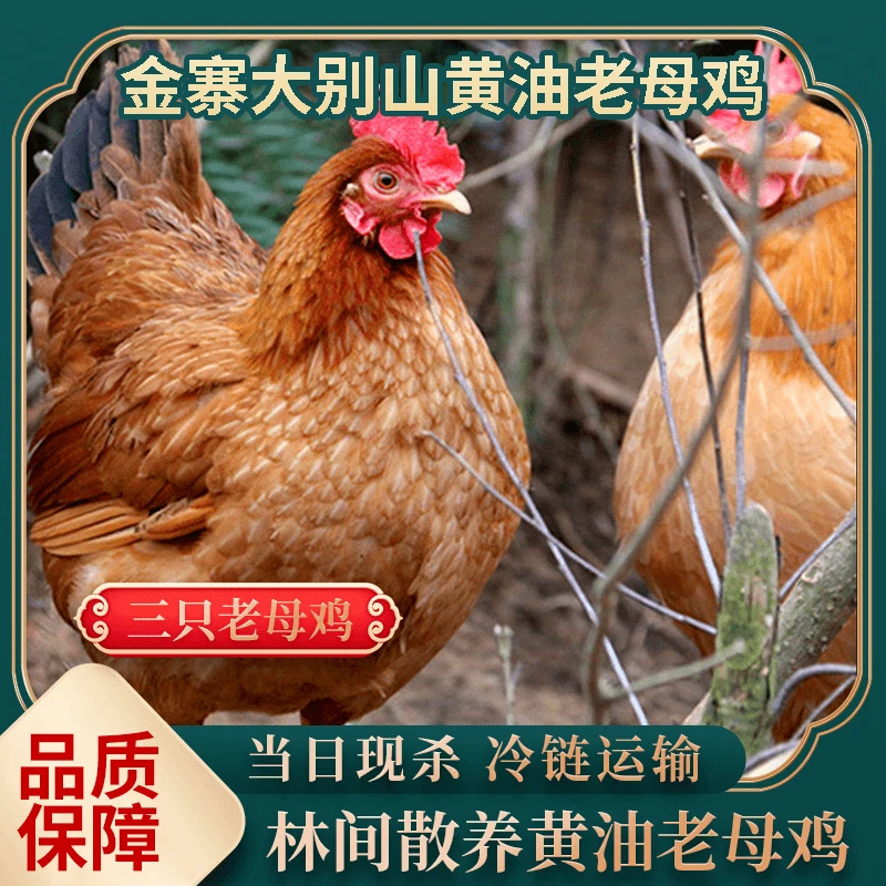 【金寨东哥】黄油老母鸡斤净重2.6斤左右单只东哥补贴一只，拍一发二
