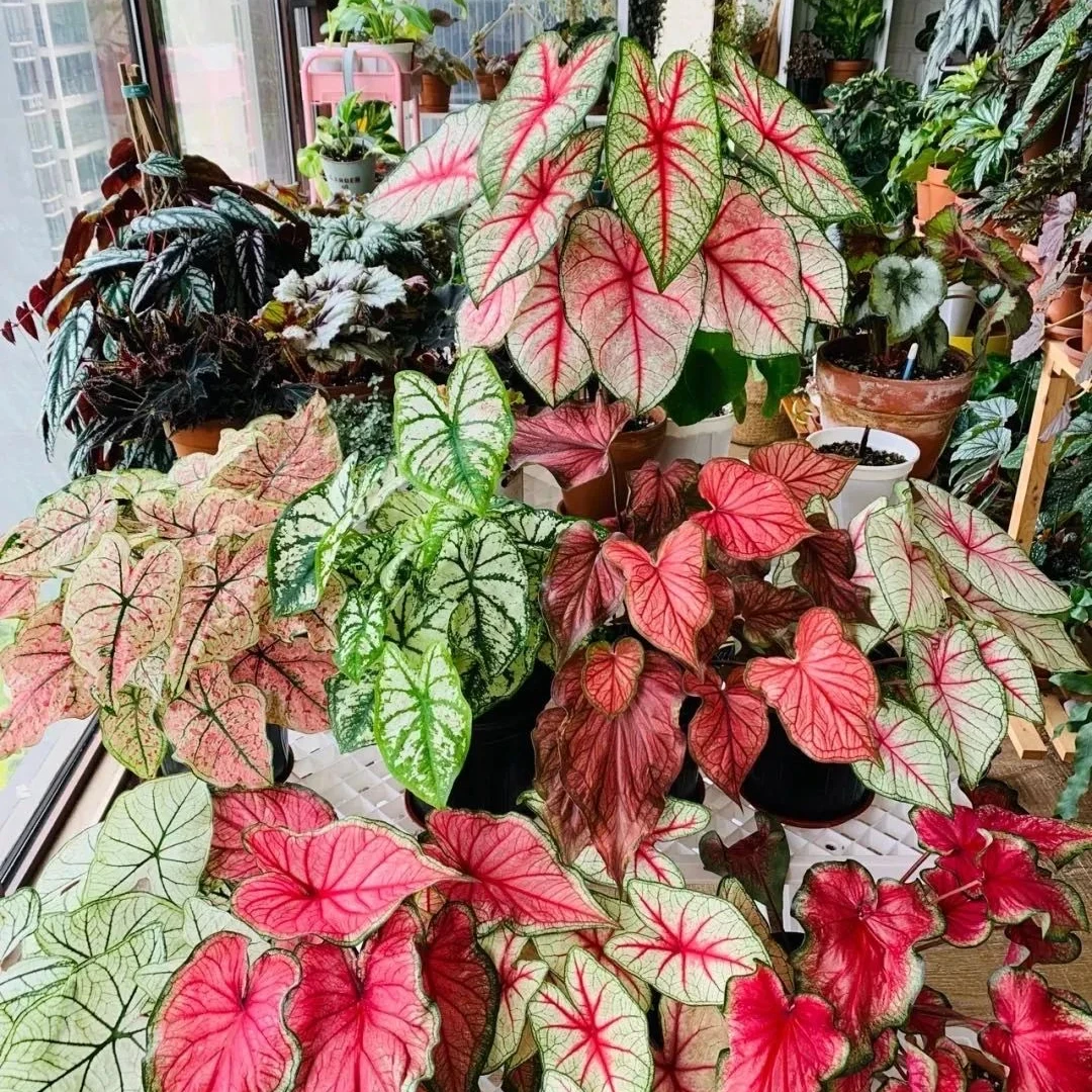 花自开彩叶芋胡椒薄荷夏日微风粉色飞溅观叶网红ins北欧风绿植