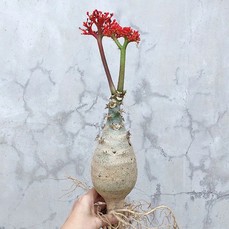【一物一拍】佛肚海棠佛肚树热带植物块根植物观花多肉植物盆栽