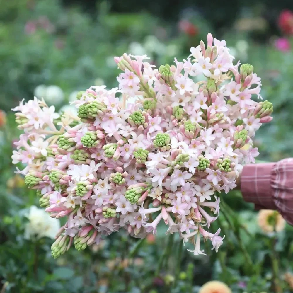 花自开晚香玉巨大重瓣种球盆栽地栽喜阳耐热庭院花园阳台花卉球根