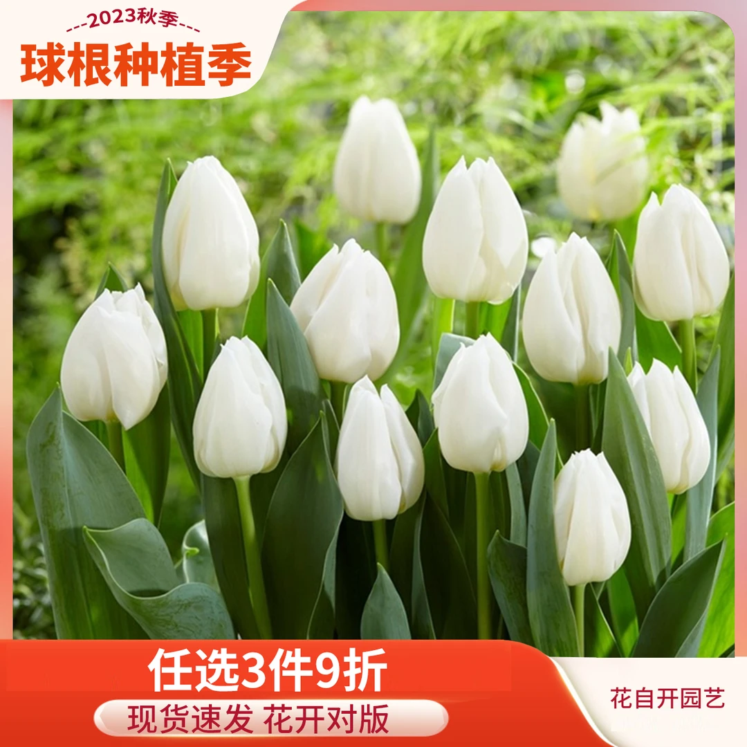 花自开郁金香种球【10球量贩装】球根花卉自然球大种球好养护栽培