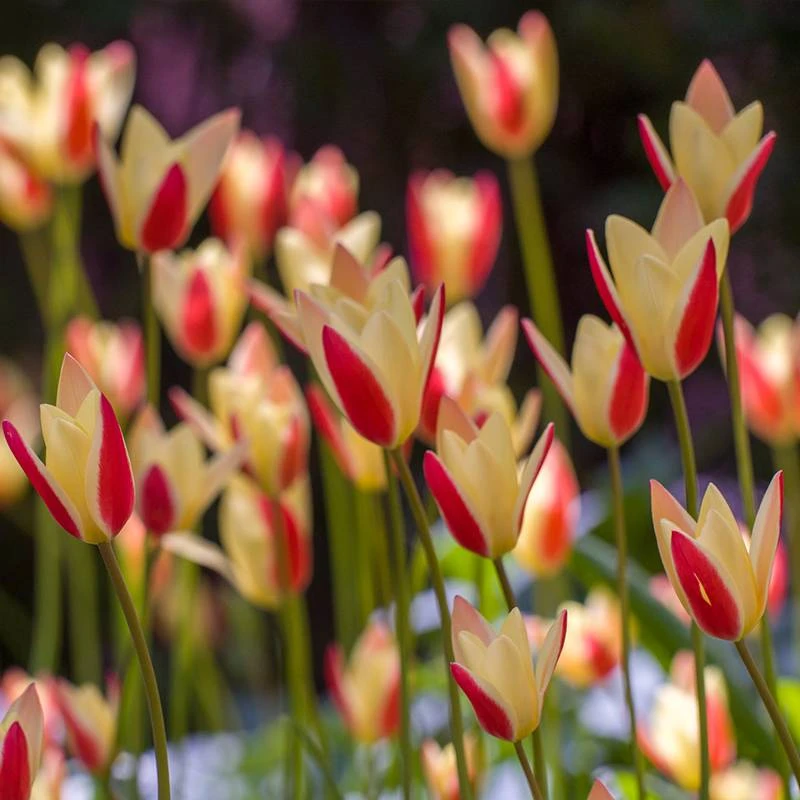 花自开原生郁金香种球可复花多年生球根花卉耐寒植物
