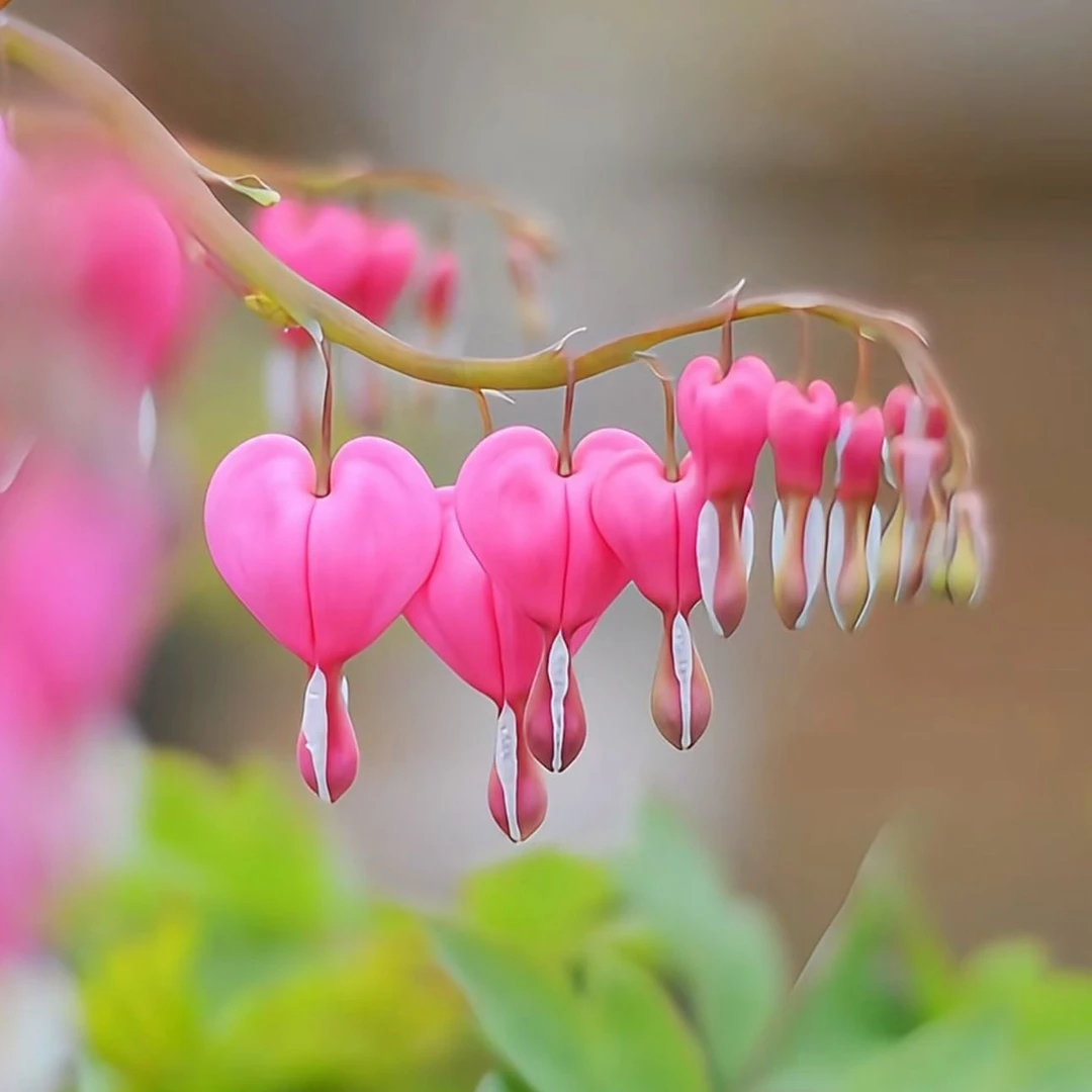 花自开荷包牡丹块根锦囊花铃心草地栽盆栽耐寒好养耐活浓香花卉