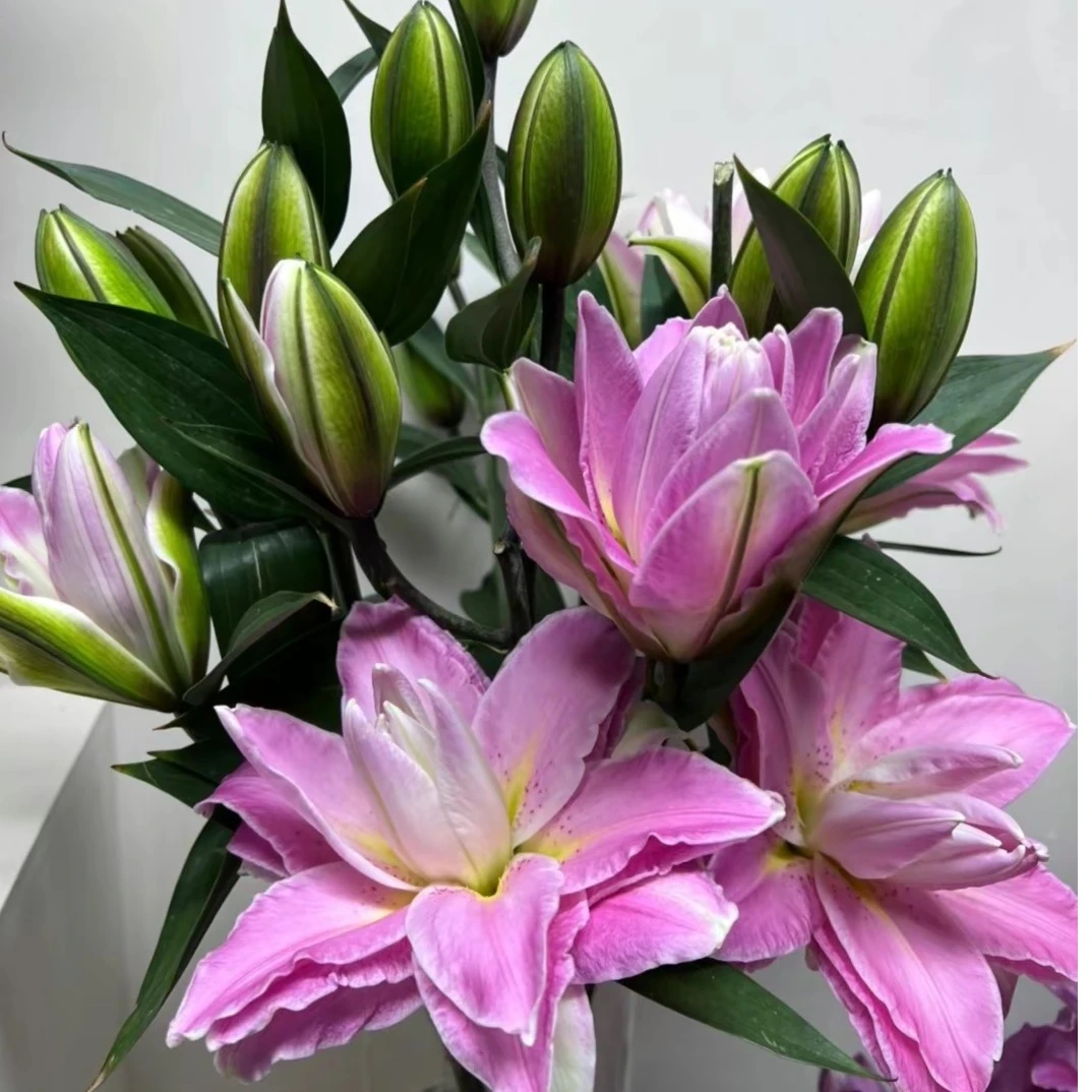《优选》莲花之镜百合基地现彩直发飘香四溢赠佳人