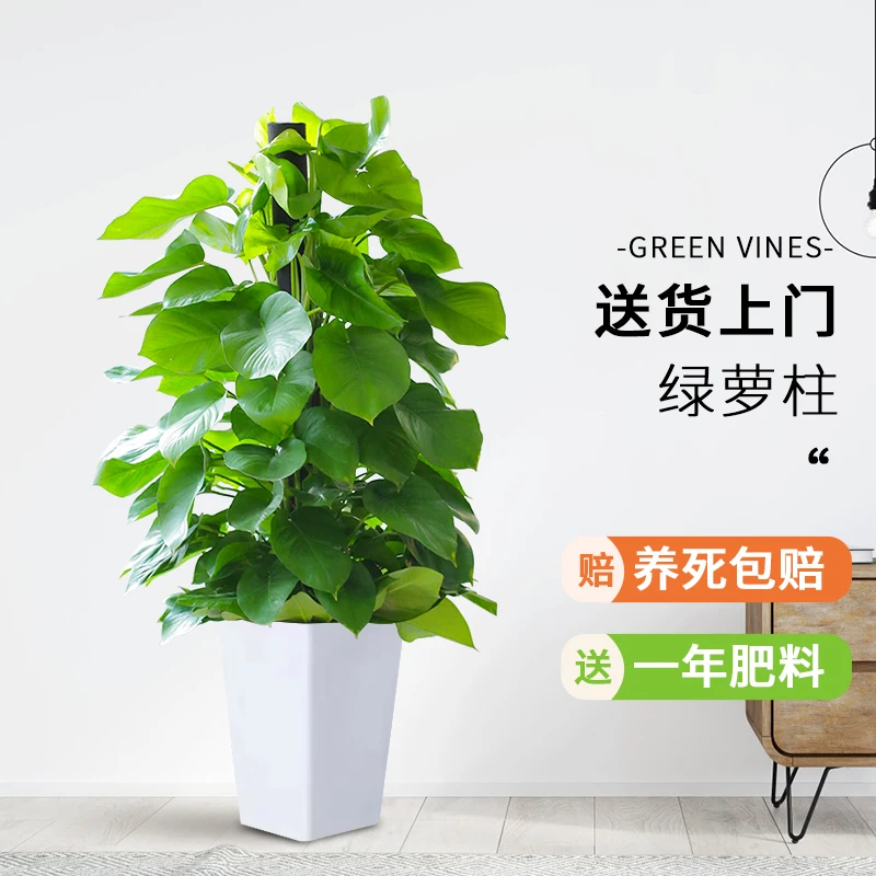 绿萝柱盆栽室内吸甲醛客厅净化空气办公室大叶绿植好养大型植物
