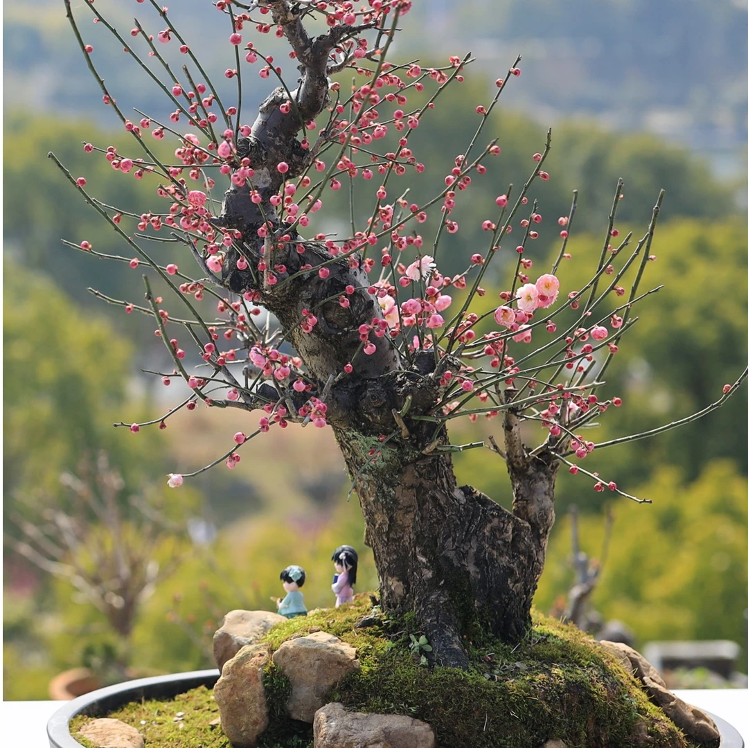 浓香耐寒耐热梅花盆景老桩