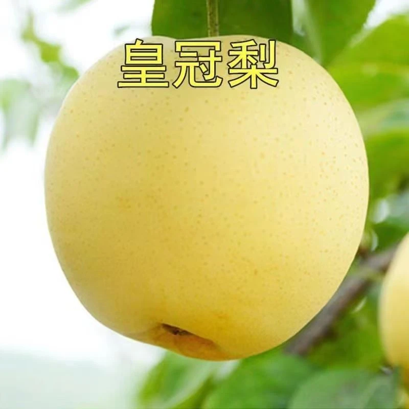 皇冠梨秋月梨脆冠梨树苗盆栽地种南北方种植耐寒脆甜当年结果树苗