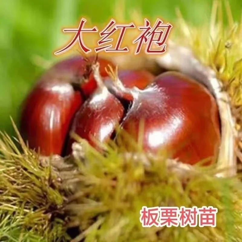 大红袍板栗苗正宗嫁接板栗树苗新鲜板栗果树水果种植庭院耐寒果树