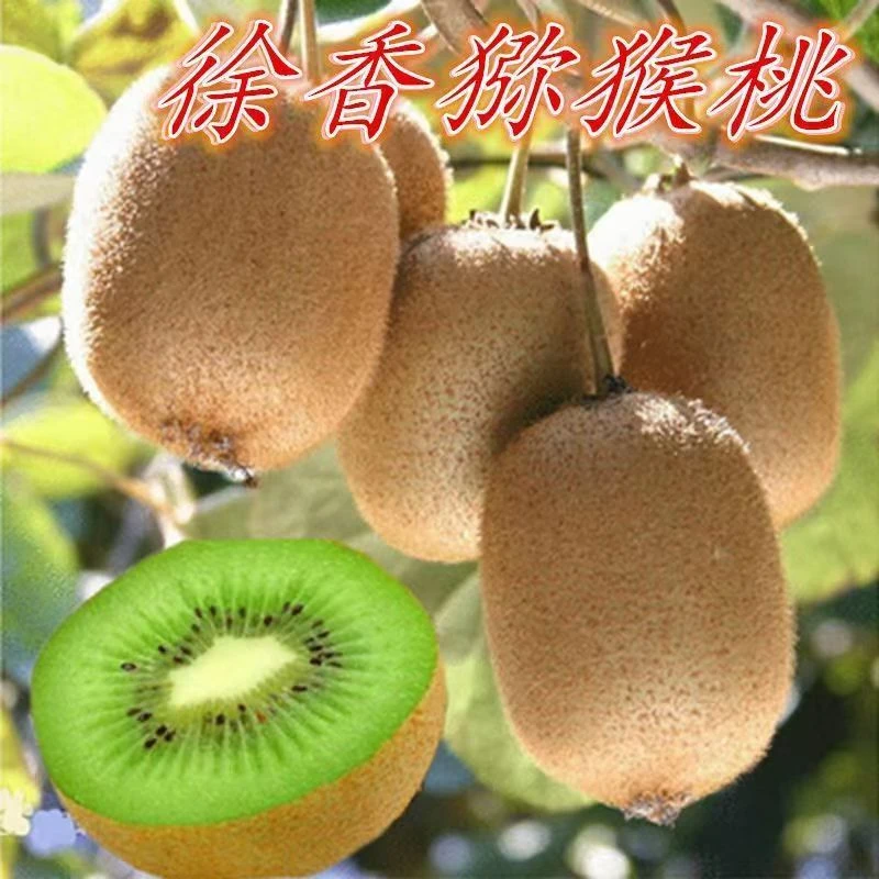 徐香猕猴桃红心猕猴桃树苗公母同珠南方北方种植耐寒耐热盆栽地栽